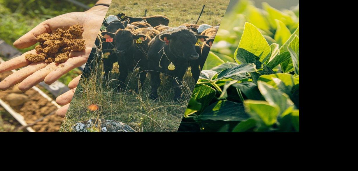 Dirt cow plant collage