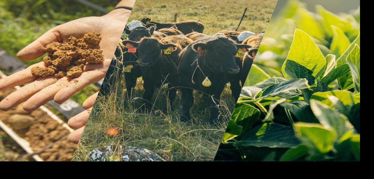 Dirt cow plant collage