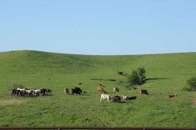 Green pastures