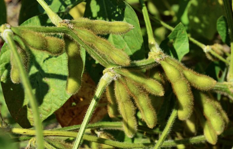 Soybeans