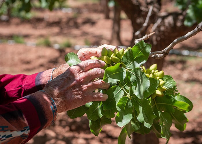 Pistachio crop insurance