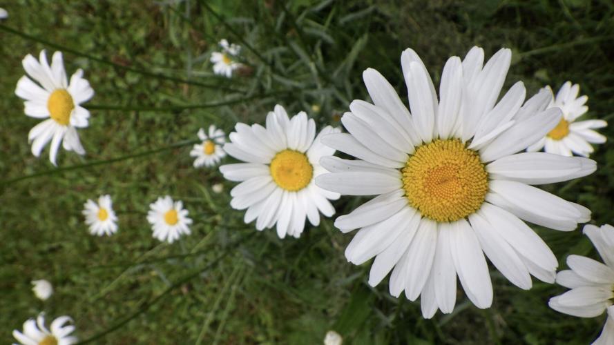 Flowers