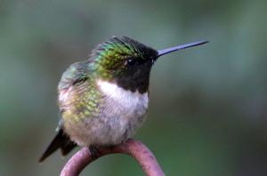Hummingbird