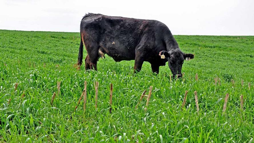 Alternative feed? Rye not?