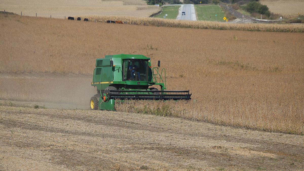 Dan Michels harvests beans
