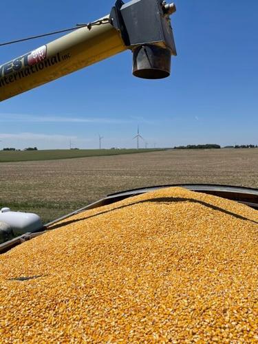 Loading corn