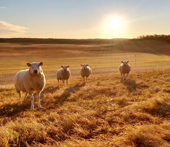 Sheep grazing in December 2020 at Olivia Harbur farm