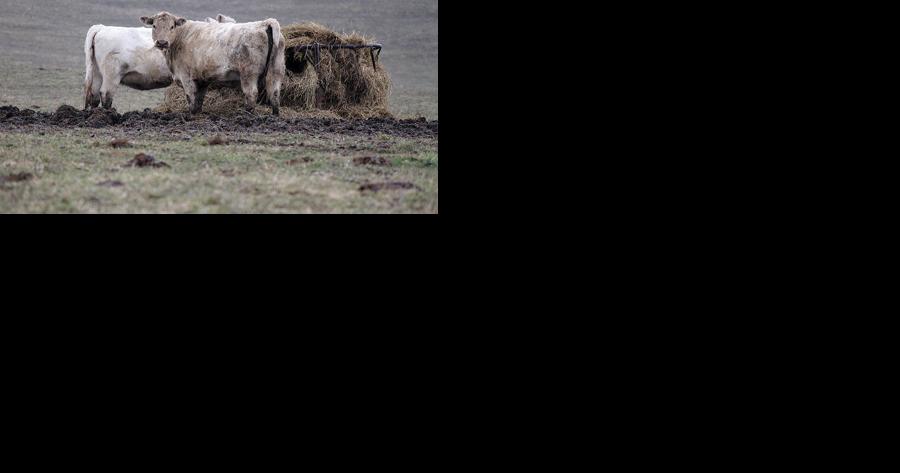 Snow, mud creating challenges for beef producers - Vimarsana News