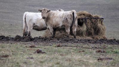 Cattle stand in mud at a feeder in a pasture in Illinois