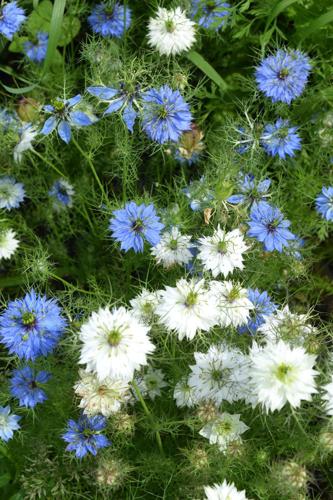 Blue and white Love in a Mist flowers