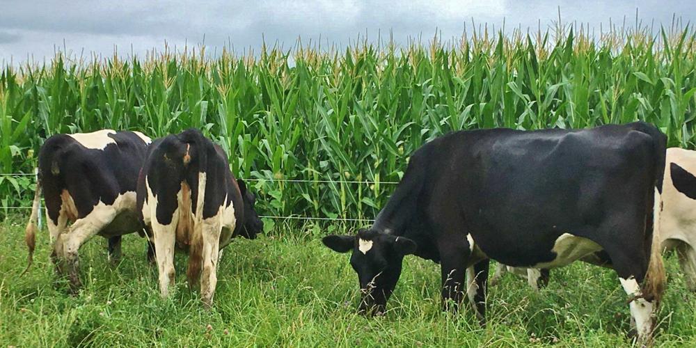 Cows graze in organic field