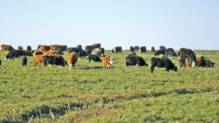 Grazing cover crops adds profit to practice