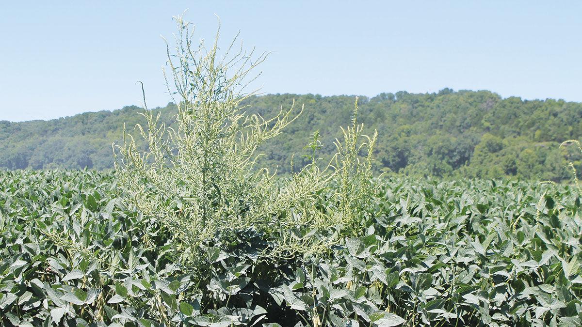 New tool tallies herbicide resistance risk