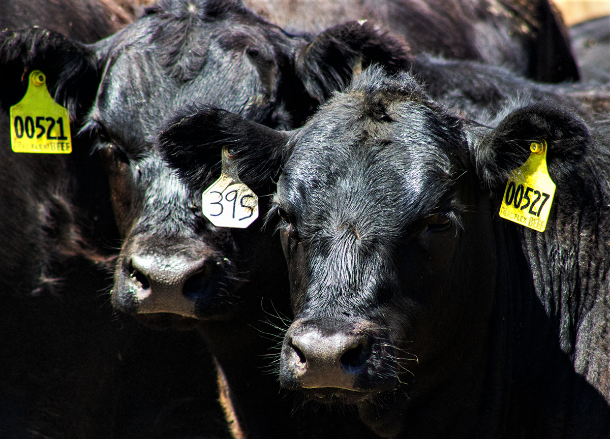 Beef embryos fill dairy niche