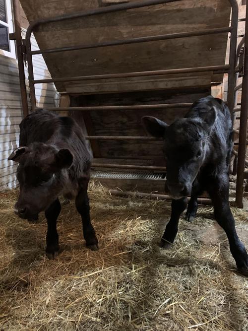 Bucket calves