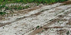 saline soils