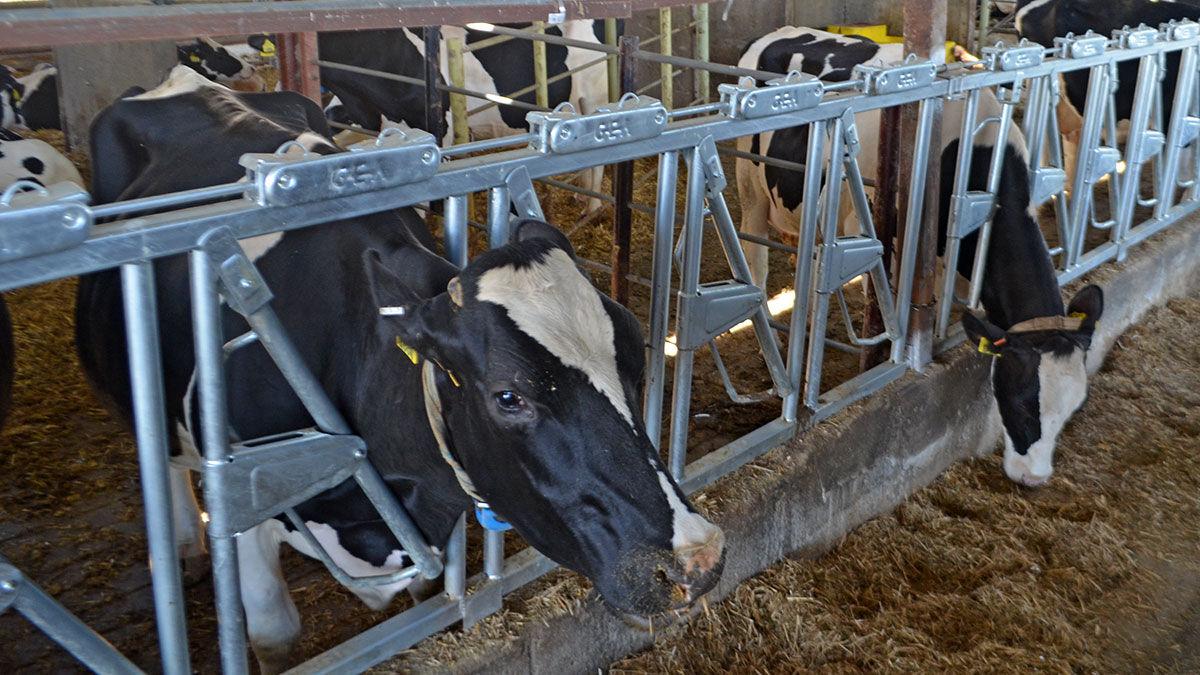 Dairy cows feeding