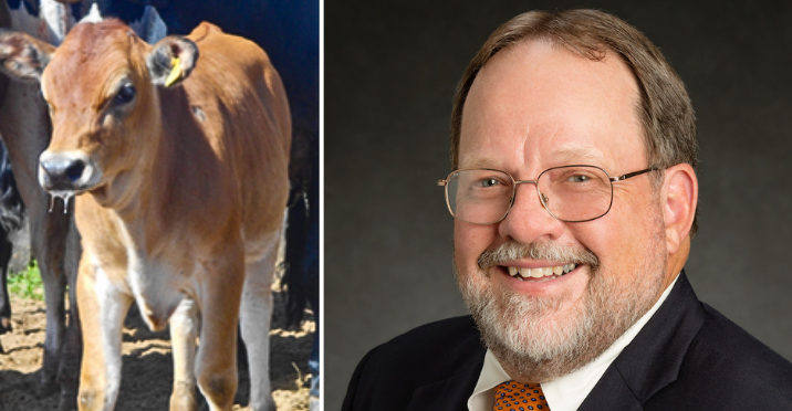 Matt Wheeler and cow