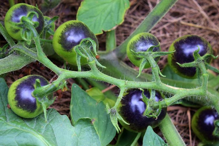 Indigo Rose tomatoes