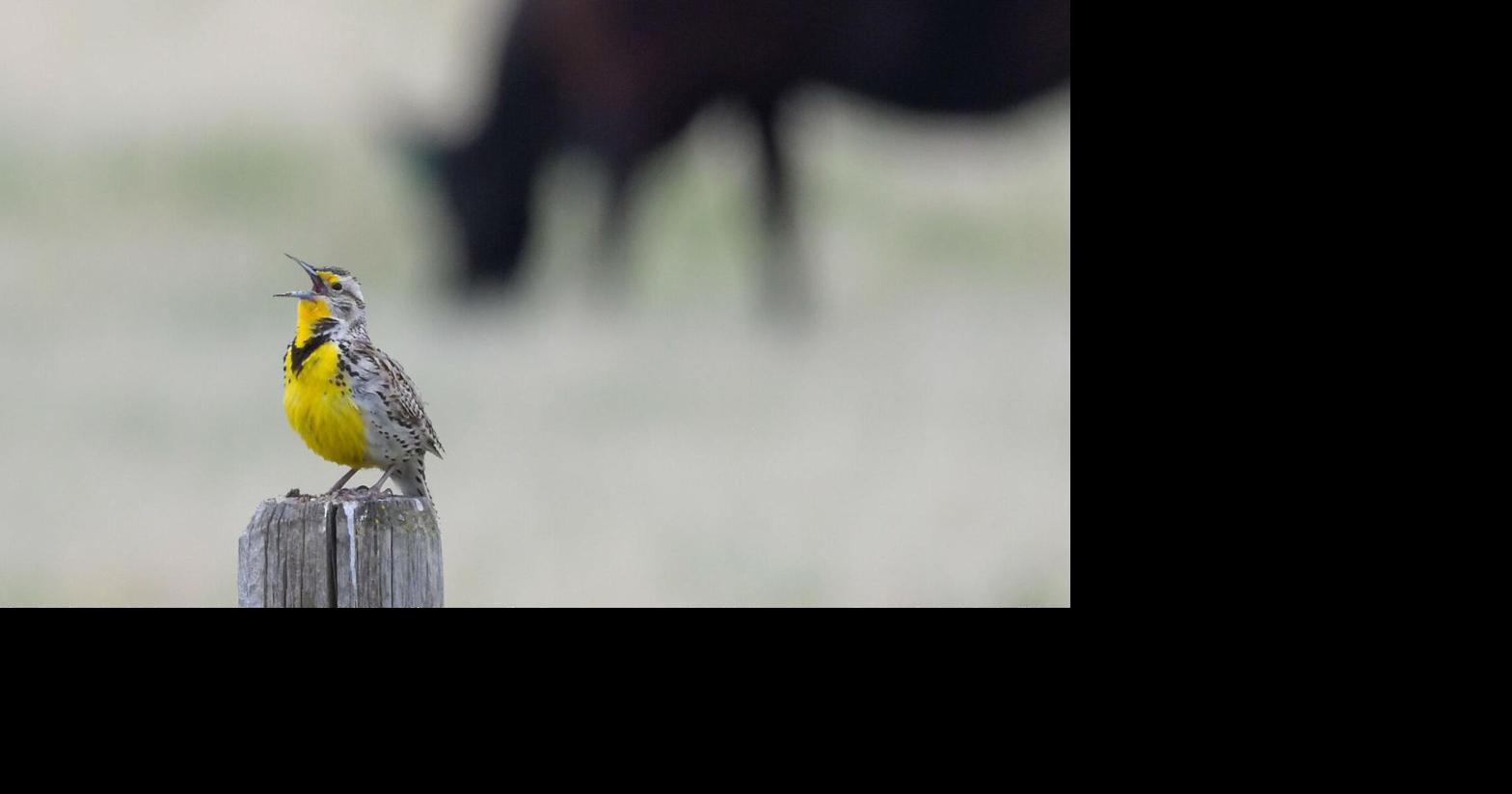 Hope for America's declining grasslands — the Meadowlark Initiative