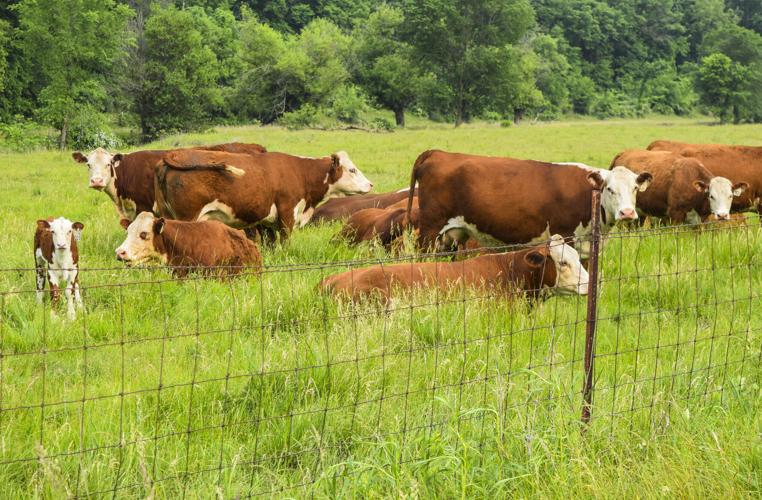 Hereford cows