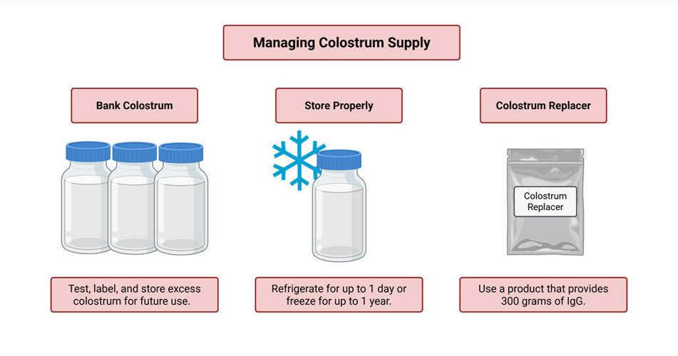 Managing colostrum supply