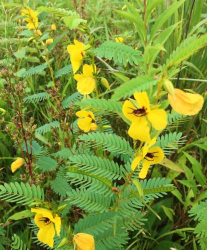 Partridge pea