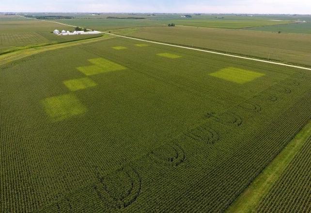 Iowa Nitrogen Initiative field