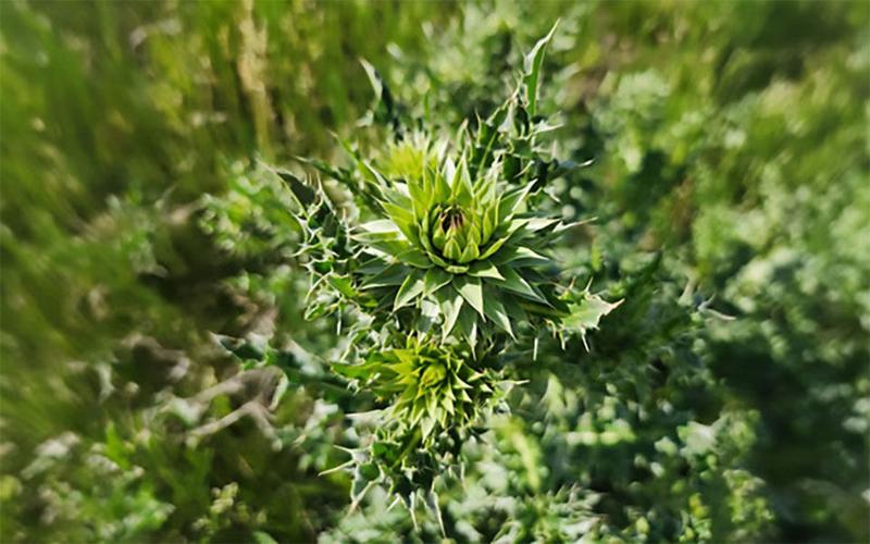 Thistle Flowers