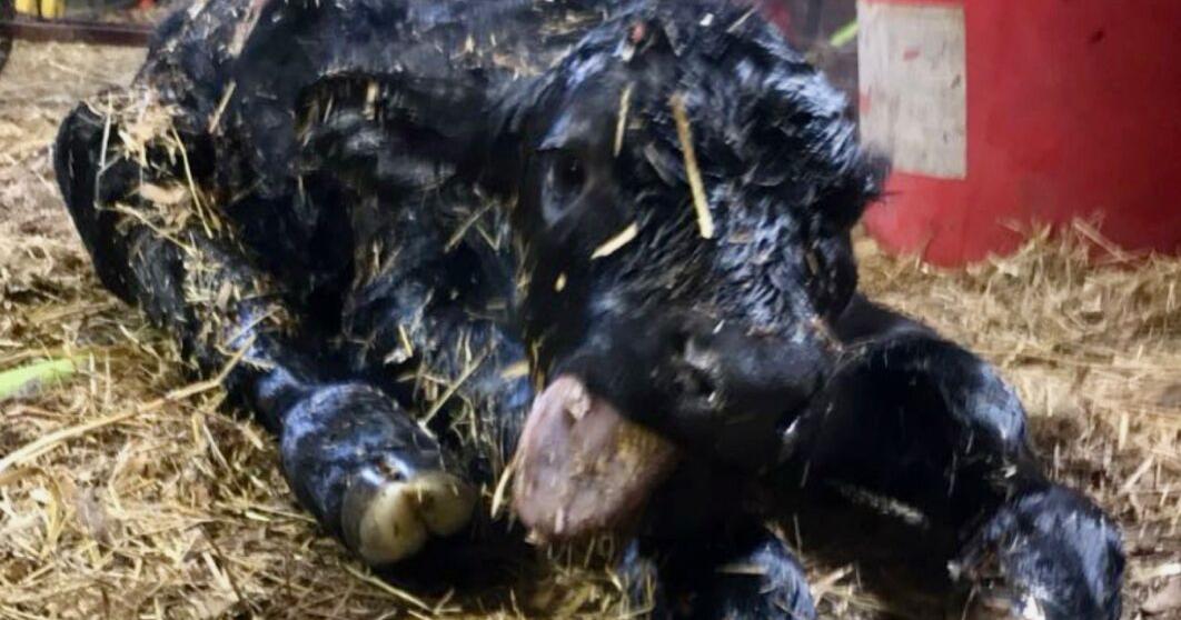 Tubing calves an essential skill