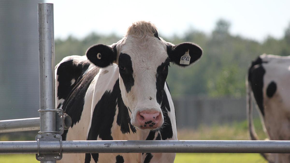 Nebraska Dairy 1.jpg