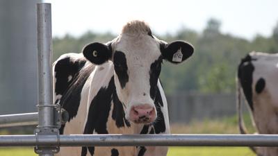 Nebraska Dairy 1.jpg