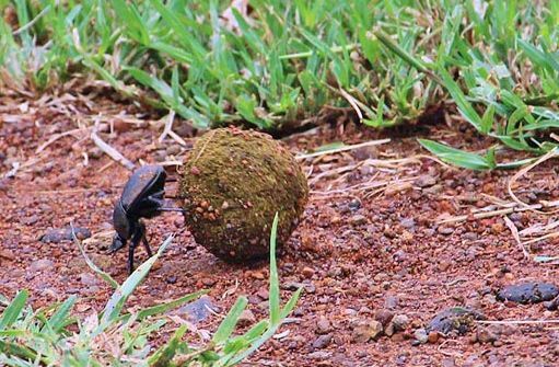 Roller dung beetle