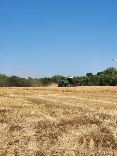 Wheat harvest 1.jpg