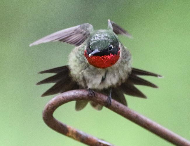 Hummingbird