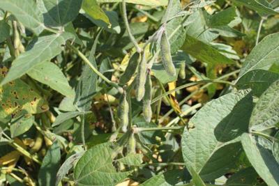 Soybean