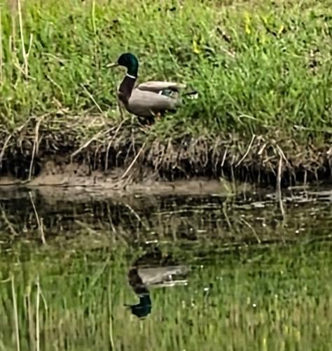 Duck