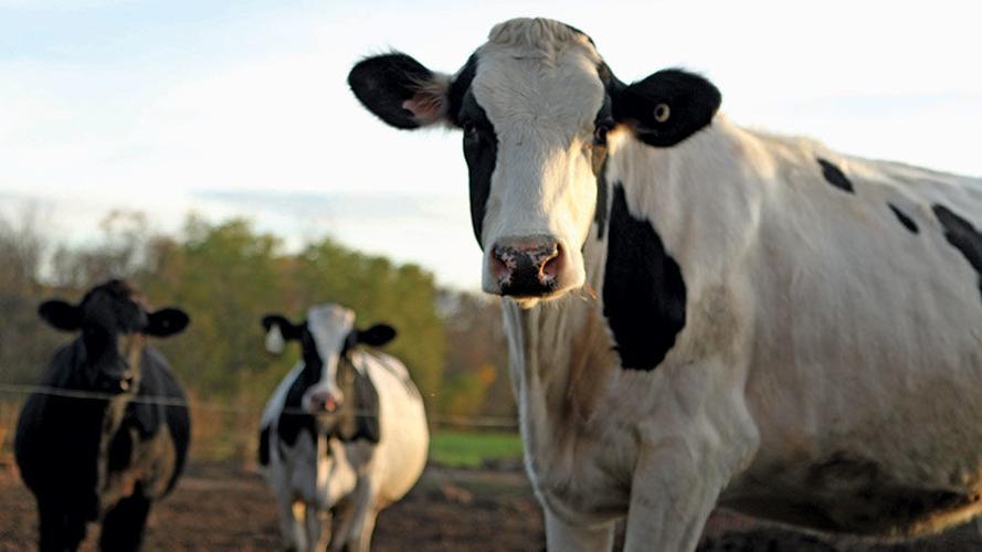 Cows at Dan and Deb creamery