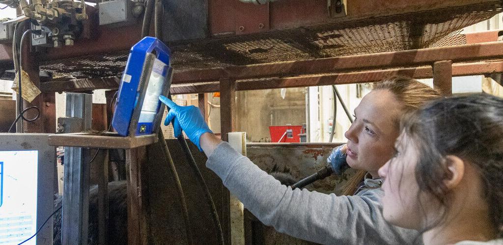 Sierra rush helps producers