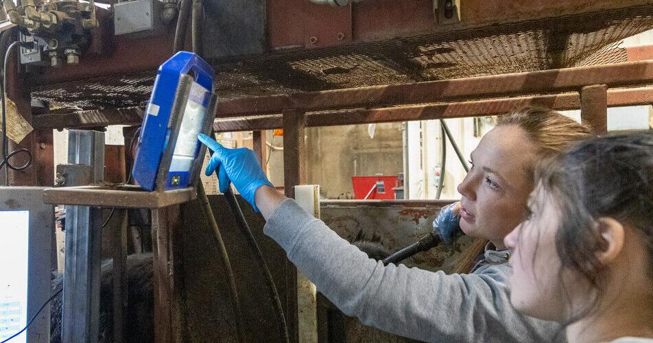 Beef Quality Assurance holds value for producers, consumers