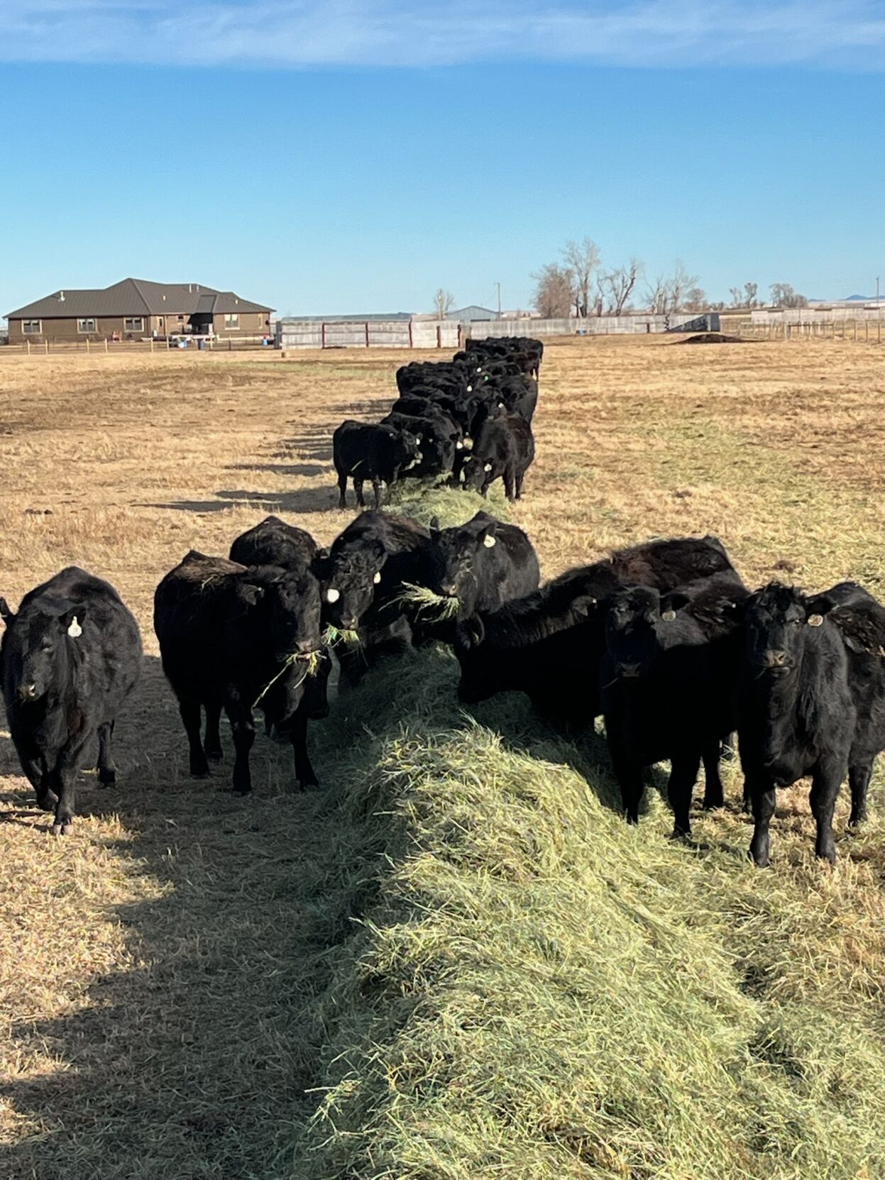Tim Brunner ‘waiting on weather and cows’