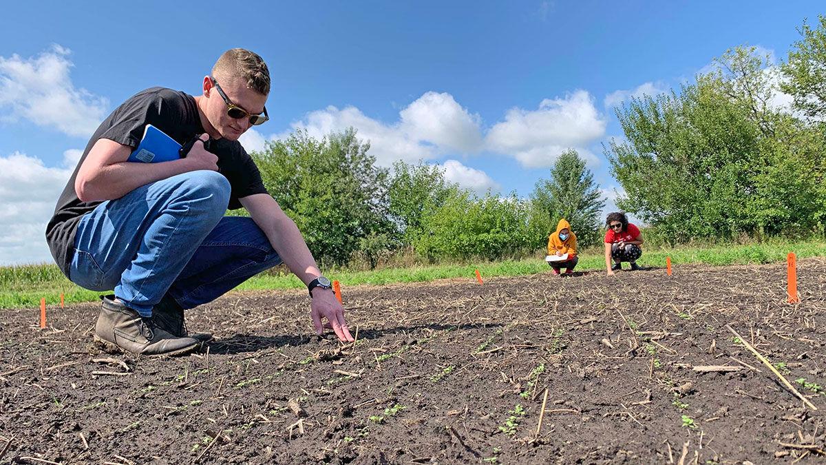 pennycress seed germination at a research plot