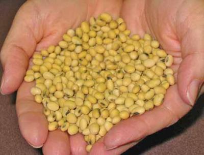 Vistive soybeans can offer a higher price for a healthier bean