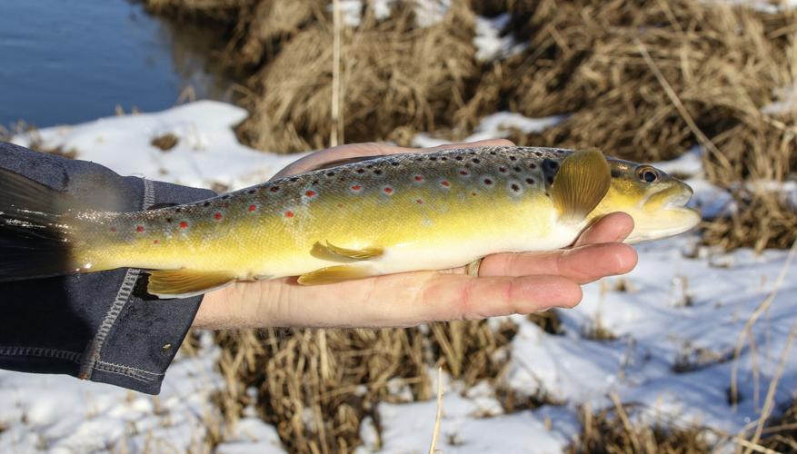 Trout