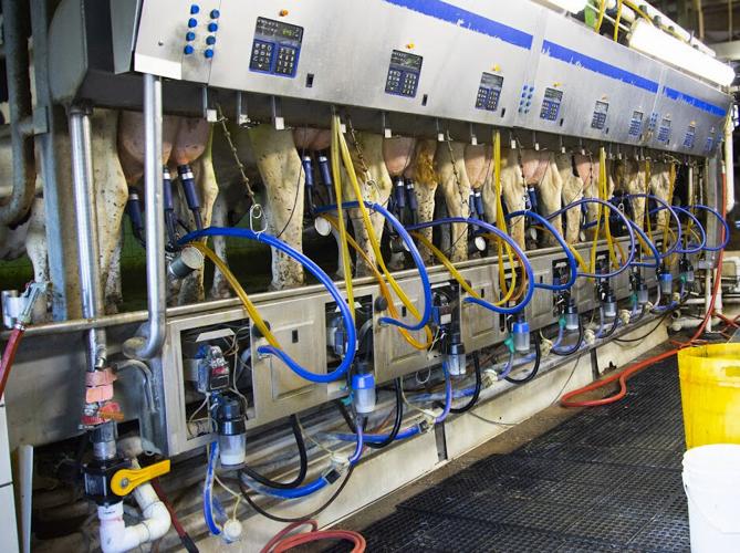 Cows in double-9 parlor