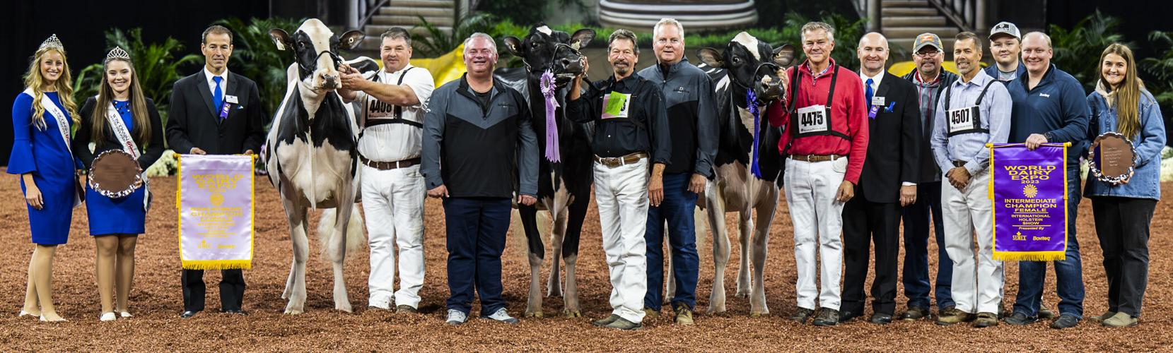 Intermediate champion and reserve intermediate champion of 2023 International Holstein Show