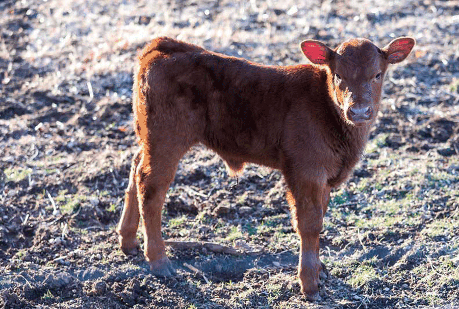 dehydration calf