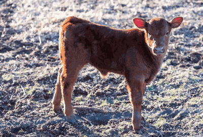 dehydration calf