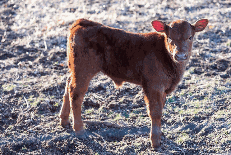 dehydration calf