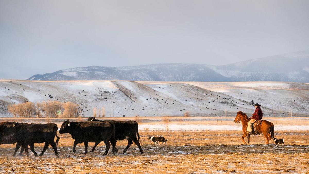 Mishima Reserve looking for Angus producers